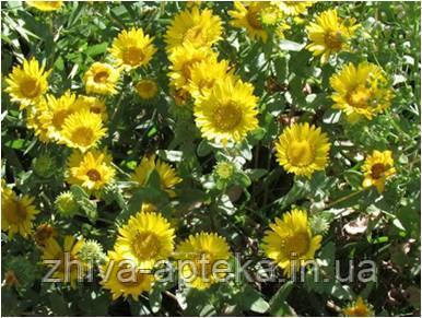 Гринделія Grindelia squarrosa (насіння) 100г