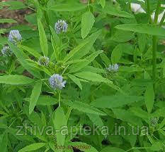 Пажитник блакитний Trigonella caerulea (насіння) 100г