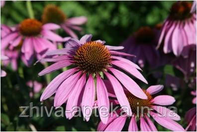 Ехінацея пурпурна Echinacea purpurea (насіння) 100г