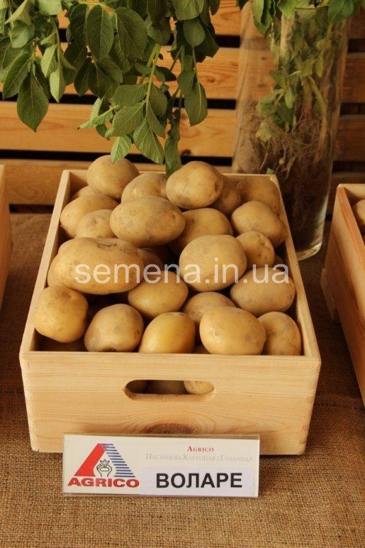 Картофель Воларе 2,5 кг - фото 1 - id-p544357712