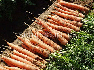 Морква Наполі F1 (1,6-1,8 мм) 25 000 шт