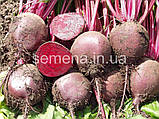 Буряк столова Боро F1 5 000 шт, фото 2