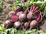 Буряк столова Боро F1 5 000 шт, фото 3
