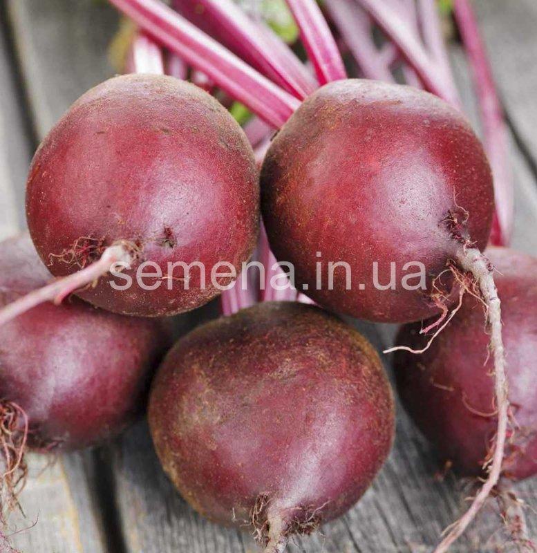 Буряк столова Ред Сан F1 5 000 шт, фото 1