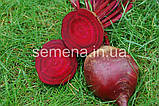 Буряк столова Ред Сан F1 5 000 шт, фото 3