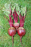 Буряк столова Ред Сан F1 5 000 шт, фото 4