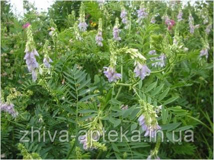 Козлятник лікарський Galega officinalis (насіння) 100г