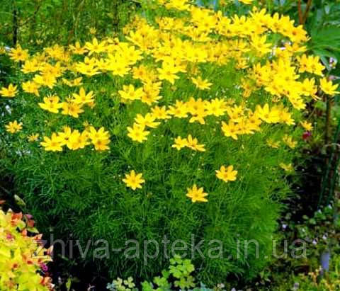 Кореопсис ланцетолистный Coreopsis lanceopata (насіння) 100г