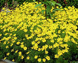 Кореопсис ланцетолистный Coreopsis lanceopata (насіння) 100г, фото 3