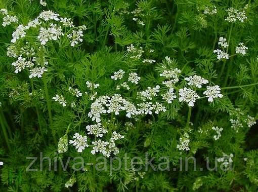 Коріандр посівний Coriandrum sativum L. (насіння) 100г