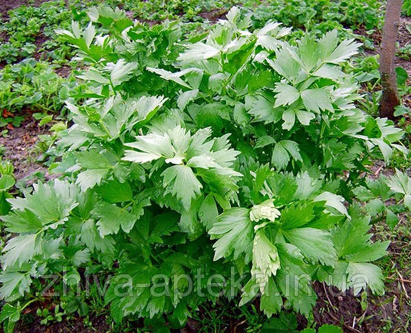 Любисток лікарський Levisticum officinalis (насіння) 100г