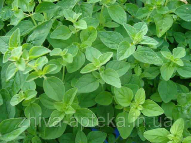 Майоран садовий Majoran hortensis (насіння) 100г, фото 1