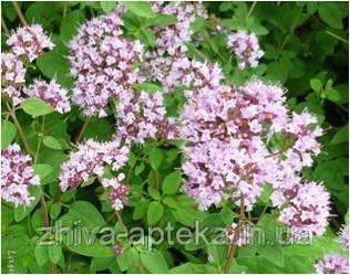 Материнка (укр. материнка) звичайна Origanum vulgare (насіння) 100г