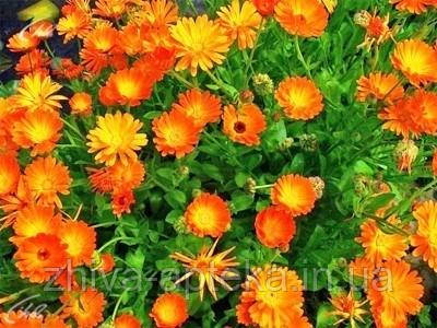 Нагідки лікарські Calendula officinalis (насіння) 100г