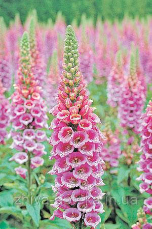 Наперстянка пурпурова Digitalis purpurea L. (насіння) 100г, фото 1