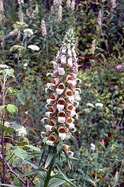 Наперстянка шерстиста Digitalis lanata (насіння) 100г, фото 1