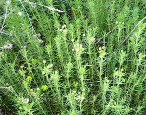 Подорожник блошиний Plantago psyllium (насіння) 100г