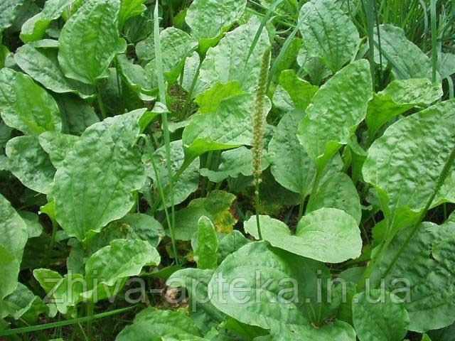 Подорожник великий Plantado major (насіння) 100г