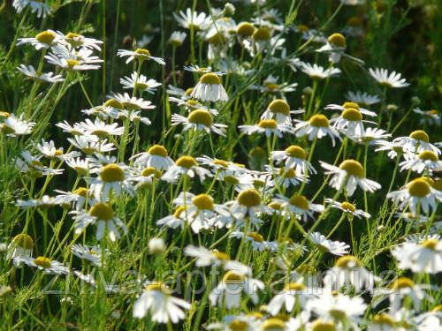 Ромашка лікарська (насіння) 100г, фото 1
