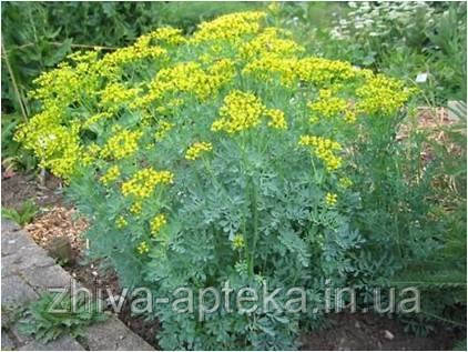 Рута садова Ruta graveolens (насіння) 100г