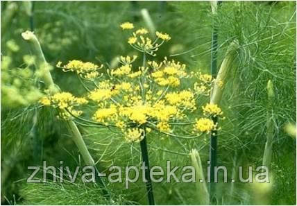 Фенхель звичайний Foeniculum vulgare (насіння) 100г