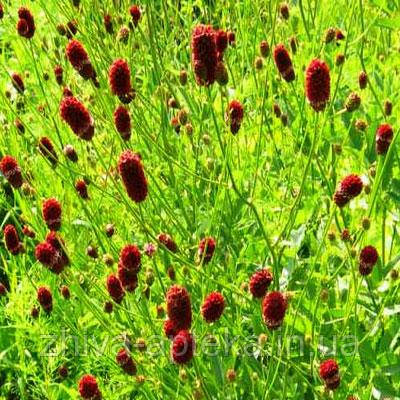 Черноголовник кровохлебковый Poterium songuisorba L.(насіння) 100г