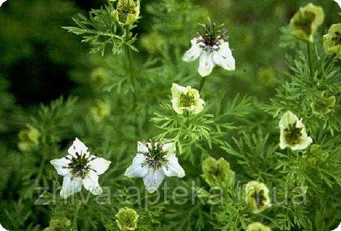 Чорнушка посівна Nigella sativa (Калінджі) (насіння) 100г, фото 1