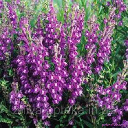 Шоломниця байкальський Scutellaria baicalensis (насіння) 100г