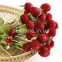 Гомфрена