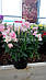 Ротики (Ротики) Твинни F1 рожевий 100 шт, фото 2