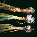 Консенто 450 SС л.с. 100 мл, фото 2