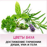 WILD OAT - Вівсюг (№ 36), фото 5
