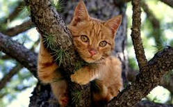 Зняти кота/кішку з дерева в Дніпропетуванні
