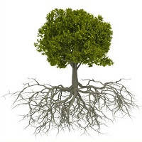 Укорінювачі