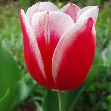 Тюльпан Roman Empire тріумф цибулина (1 шт.), ціна 19 грн — Prom.ua (ID ...