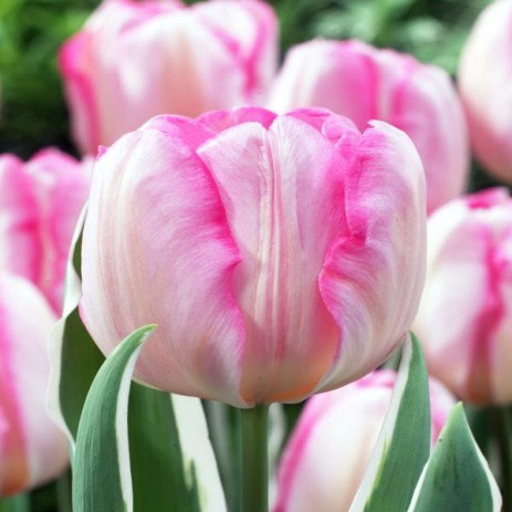 Тюльпан New Design тріумф цибулина (1 шт.)