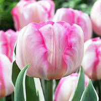 Тюльпан New Design тріумф цибулина (1 шт.)