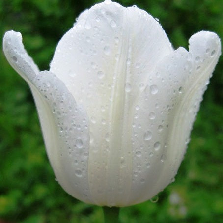 Тюльпан White Dream (тріумф) цибулина (1 шт.), фото 1