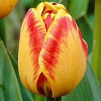 Цибулини тюльпанів Banja Luka (тріумф) 1 шт.