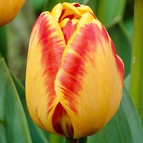 Цибулини тюльпанів Banja Luka (тріумф) 1 шт., фото 1