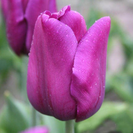 Тюльпан Passionale триумф луковица (1 шт.), фото 1