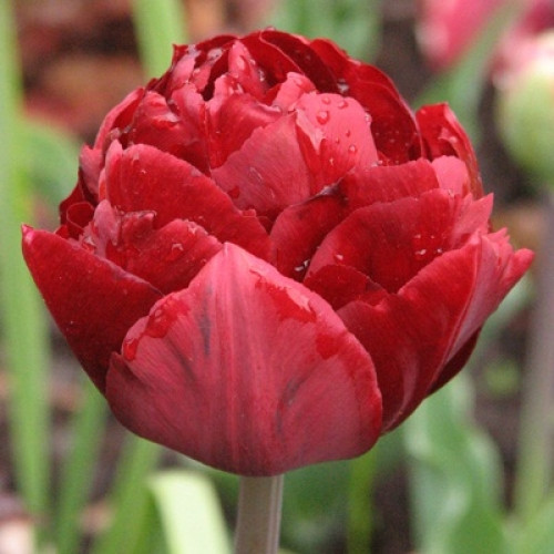 Цибулини тюльпанів Uncle Tom (махров), фото 1