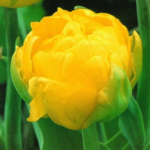 Цибулини тюльпанів Thule Exotic (махров)