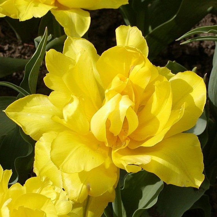 Тюльпан Monte Carlo махровий цибулина (1 шт.)