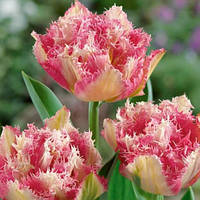 Тюльпан Cool Crystal (махровий+оторочений) цибулина (1 шт.)