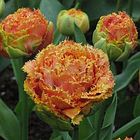 Тюльпан Sensual Touch махровий+оторочений цибулина (1 шт.)