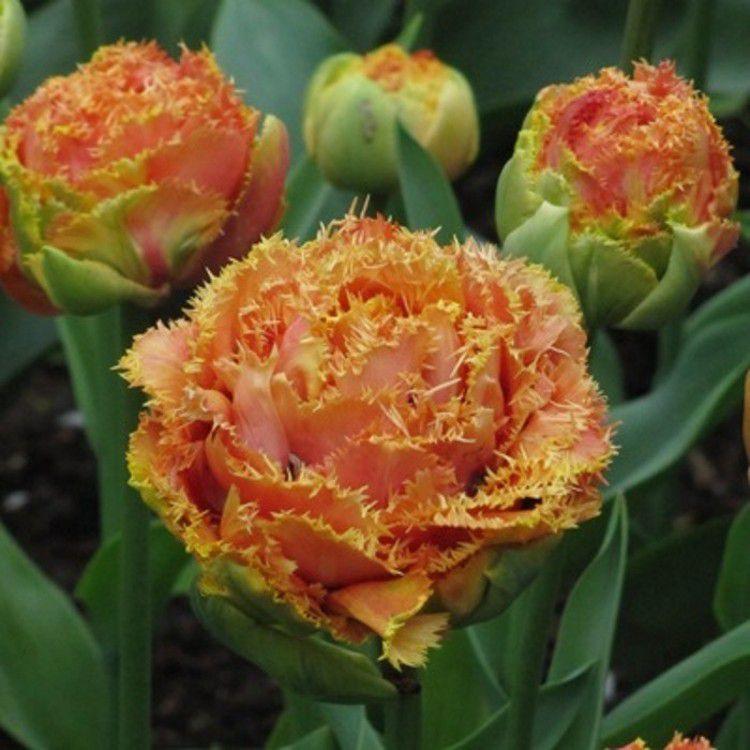 Тюльпан Sensual Touch махровий+оторочений цибулина (1 шт.), фото 1