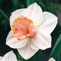 Цибулинна рослина Нарцис корончатий Salome