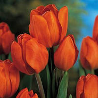 Цибулини тюльпанів Orange Bouguet (мультиф)