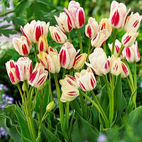 Тюльпан Candy club мультифлора цибулина (1 шт.)